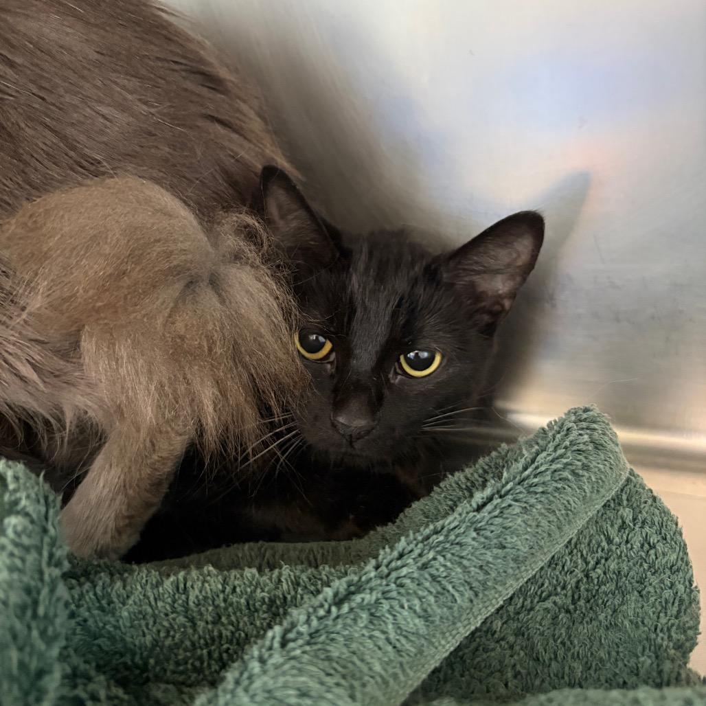 Zorua, Adoptable, Adult Female Domestic Short Hair.