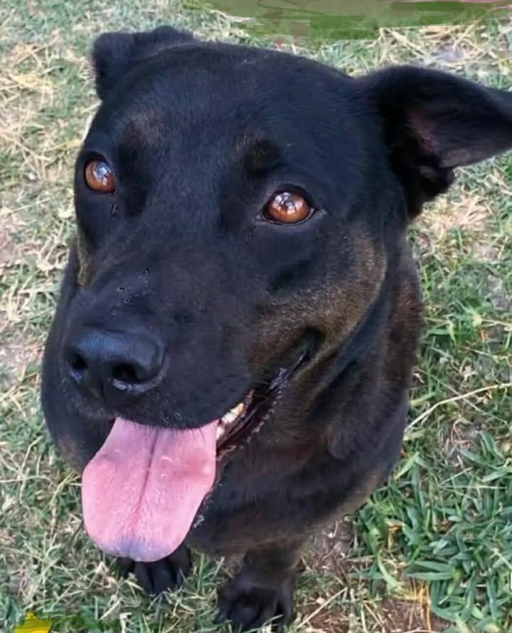 Baby "Baebz", Adoptable, Adult Female Labrador Retriever & Dachshund.