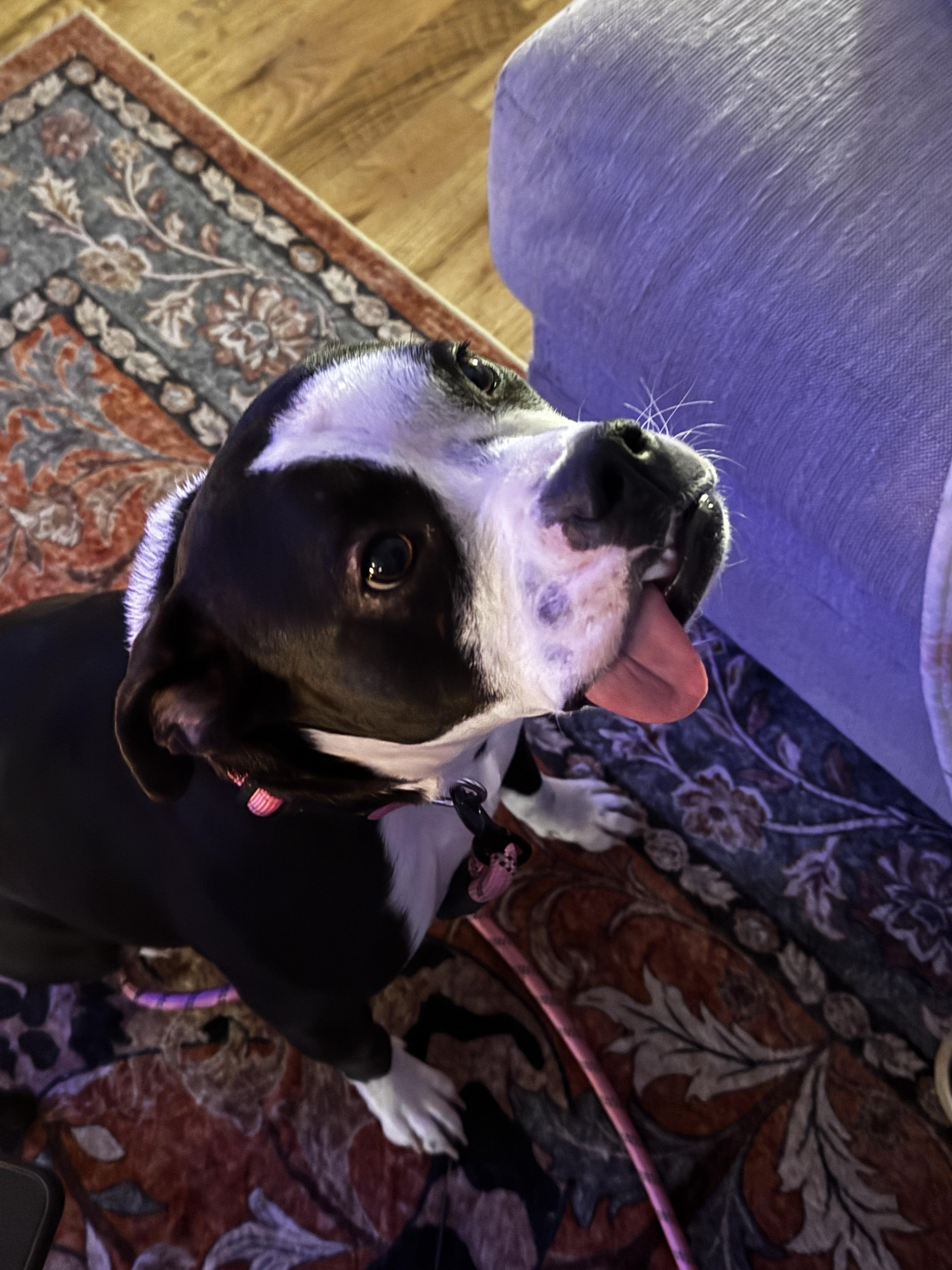 Mooney, a ADOPTABLE mixed breed in Roswell, GA image 2/5