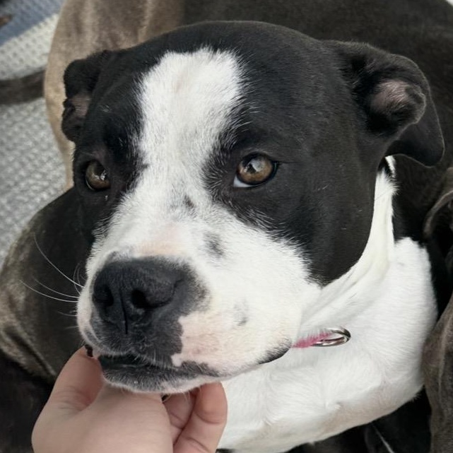 Mooney, a ADOPTABLE mixed breed in Roswell, GA image 1/5