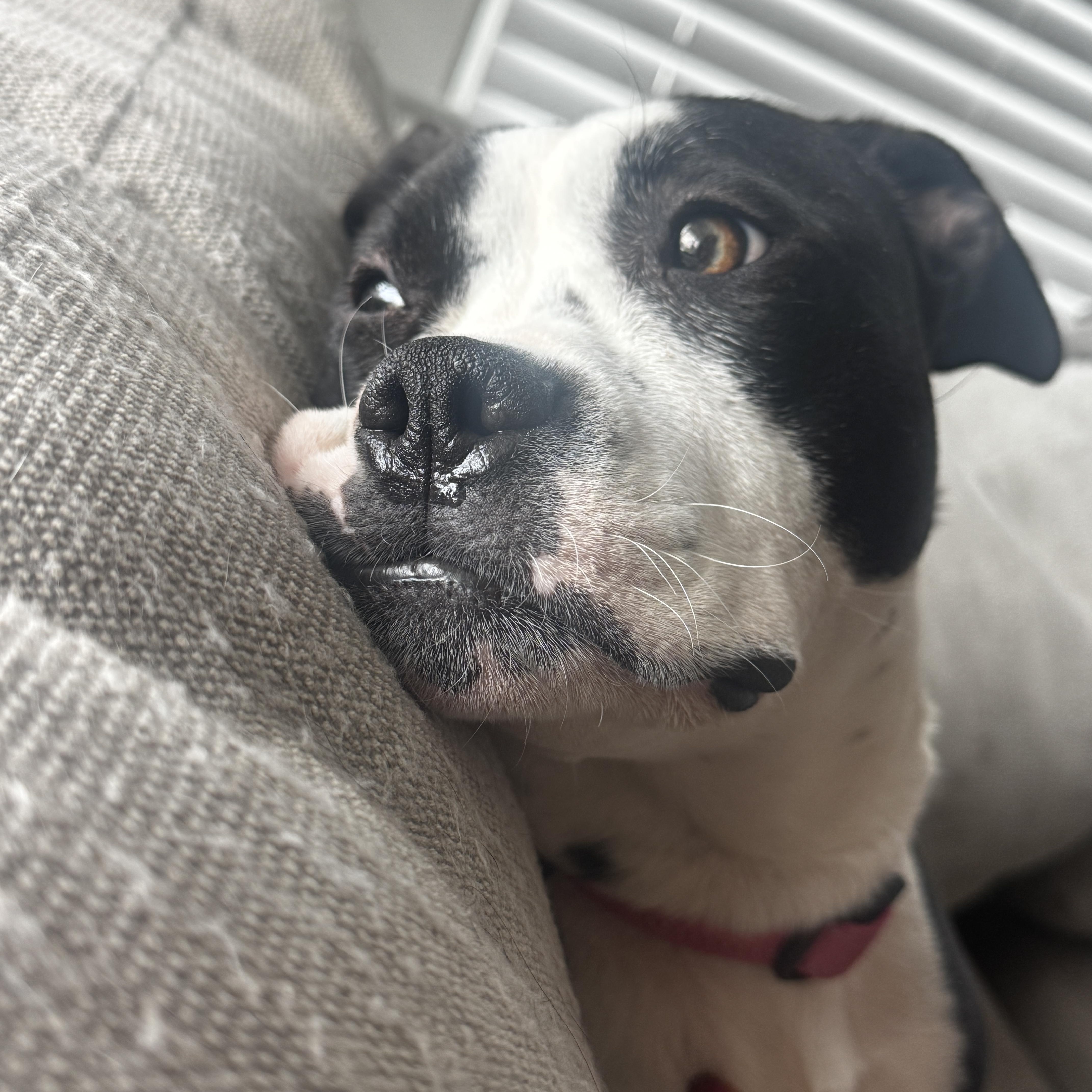 Mooney, a ADOPTABLE mixed breed in Roswell, GA image 3/5