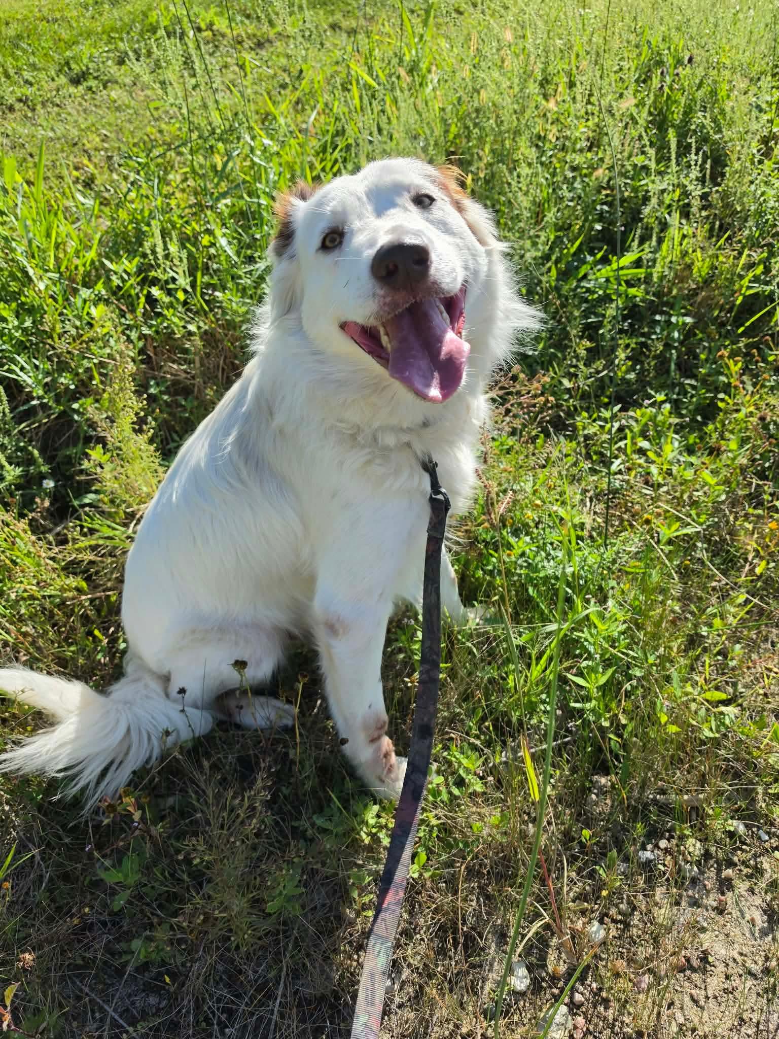 Enlarge Storm, a Adoptable mixed breed in ONeill, NE image 1/3