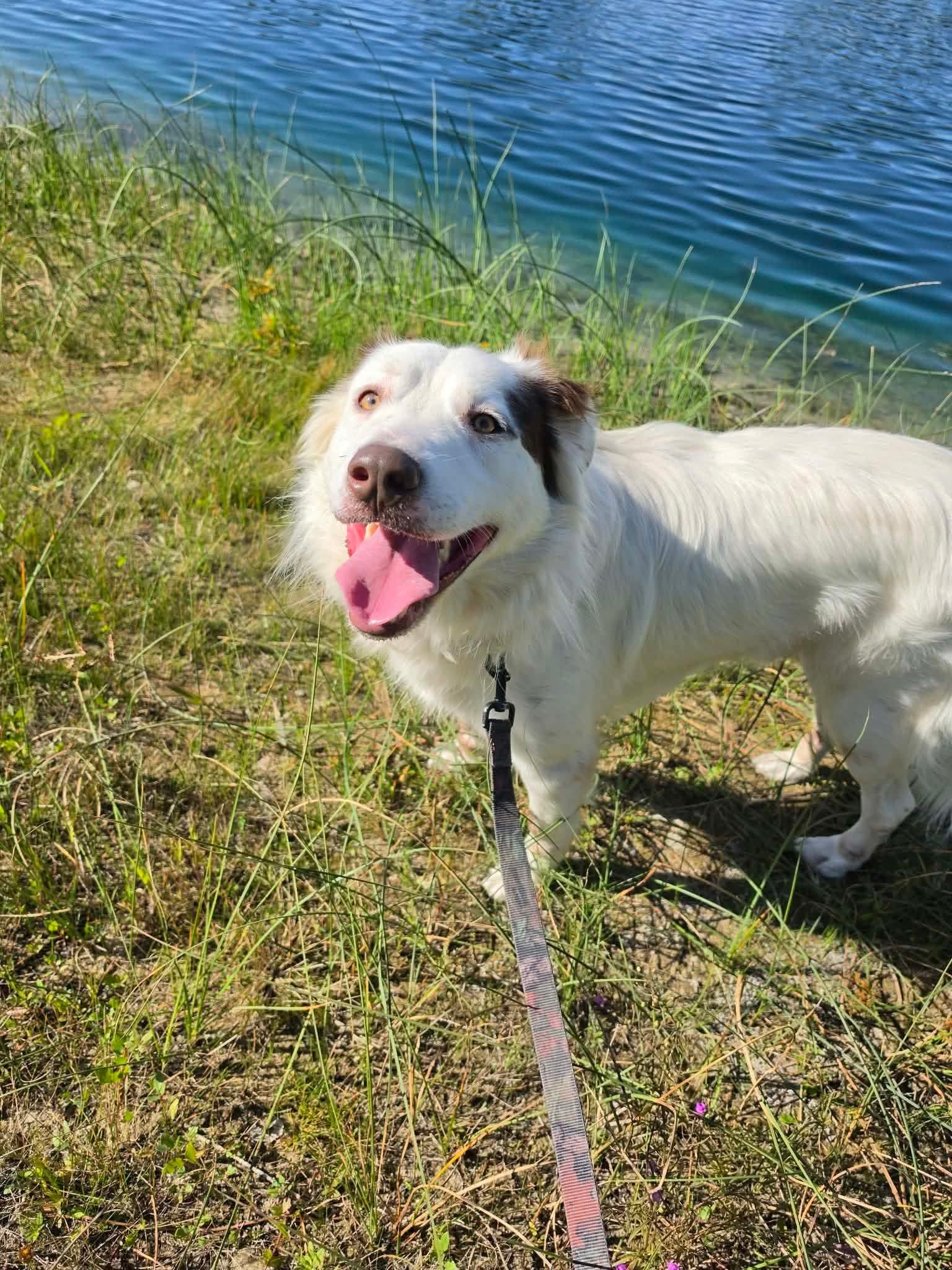 Enlarge Storm, a Adoptable mixed breed in ONeill, NE image 2/3