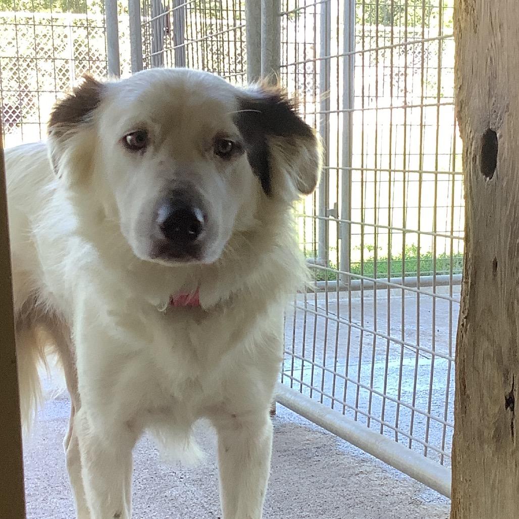 Storm, ADOPTABLE, Adult Male Border Collie & Great Pyrenees.