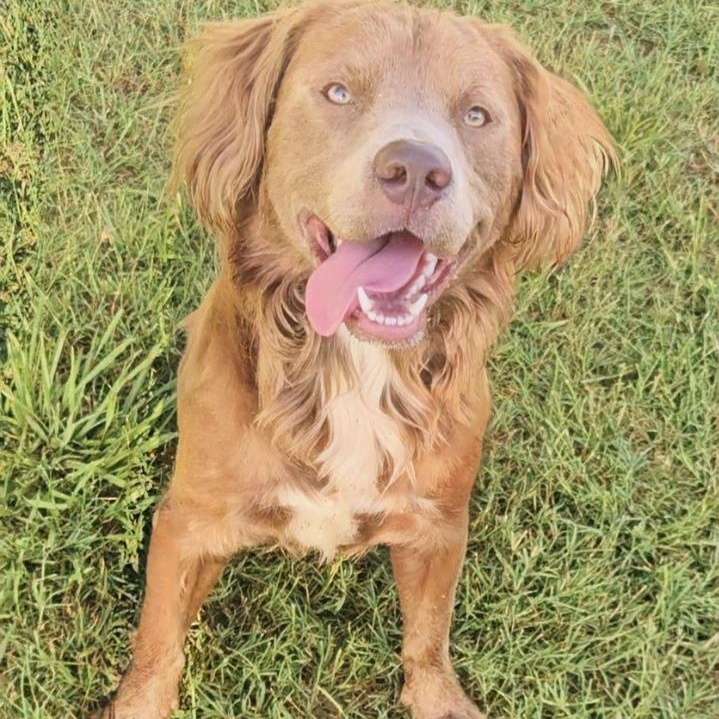 Duke, ADOPTABLE, Adult Male Golden Retriever & Pit Bull Terrier.