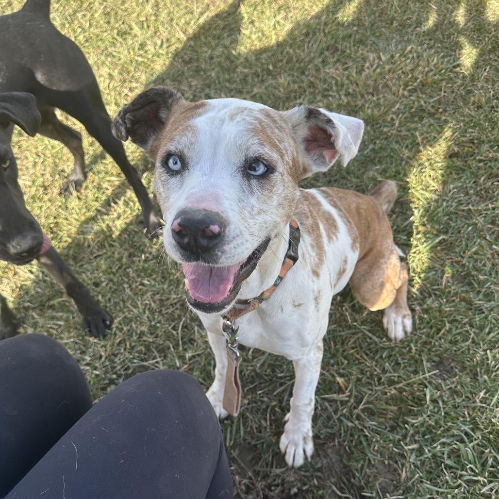 Penny, Adoptable, Adult Female Catahoula Leopard Dog & Mixed Breed.