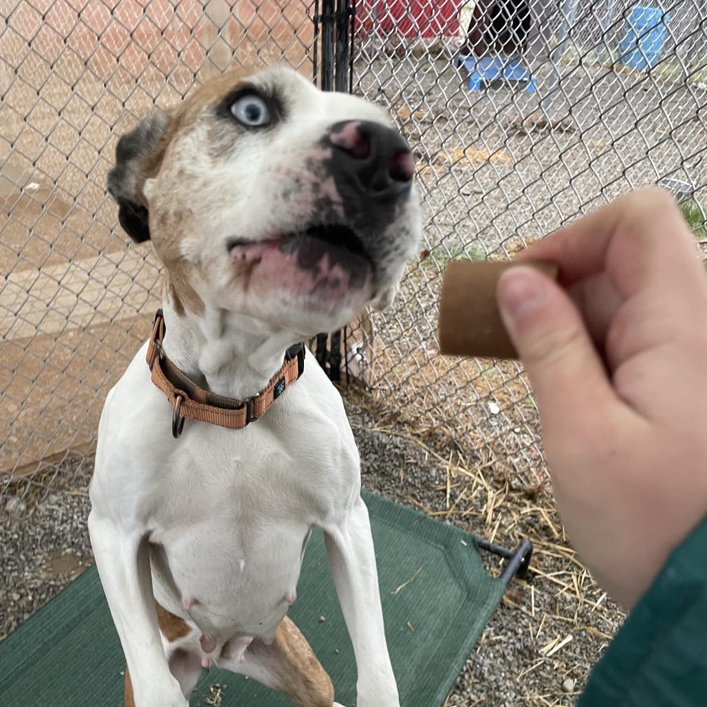 Penny, Adoptable, Adult Female Catahoula Leopard Dog & Mixed Breed.