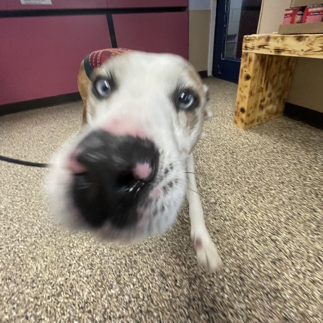 Enlarge Penny, a Adoptable mixed breed in Uniontown, PA image 2/6