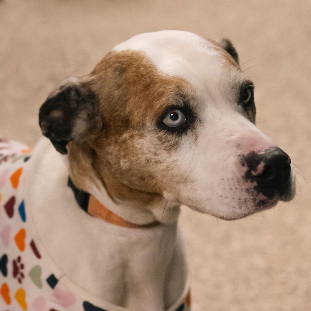 Enlarge Penny, a Adoptable mixed breed in Uniontown, PA image 3/6