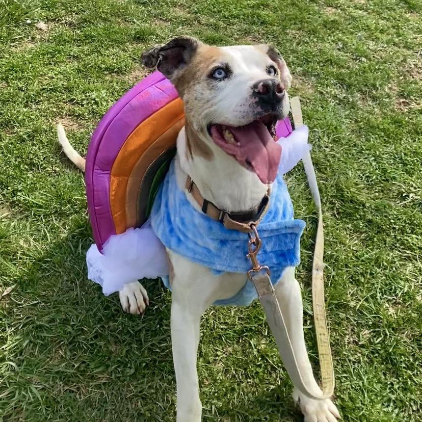 Enlarge Penny, a Adoptable mixed breed in Uniontown, PA image 3/6