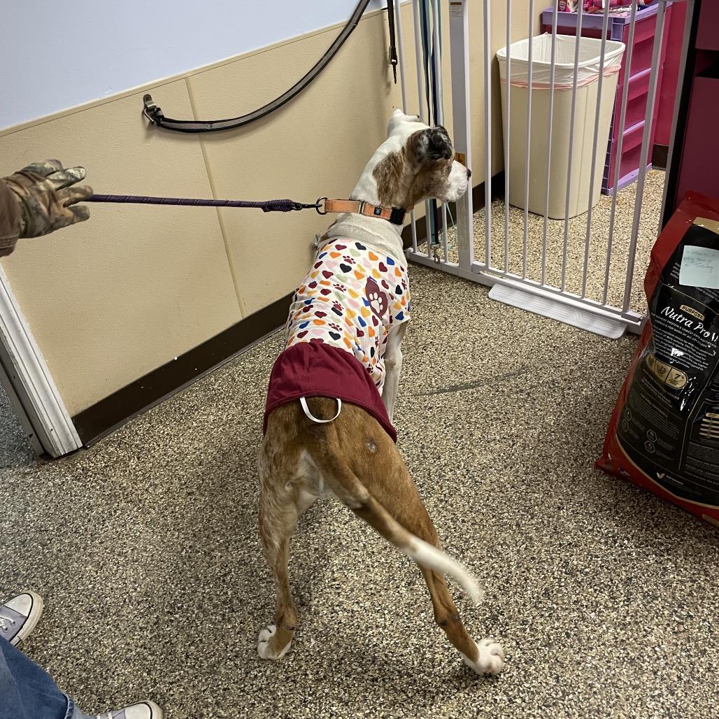 Enlarge Penny, a Adoptable mixed breed in Uniontown, PA image 5/6