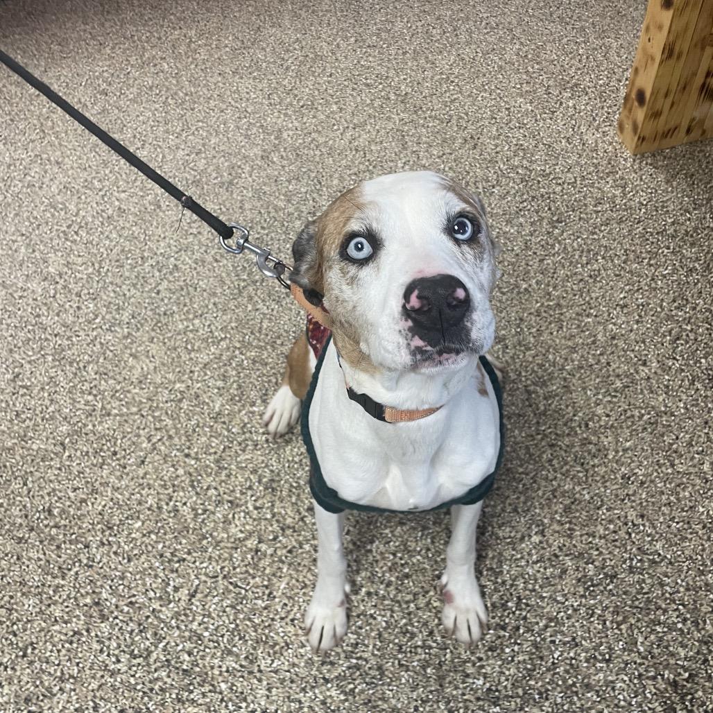 Enlarge Penny, a Adoptable mixed breed in Uniontown, PA image 6/6