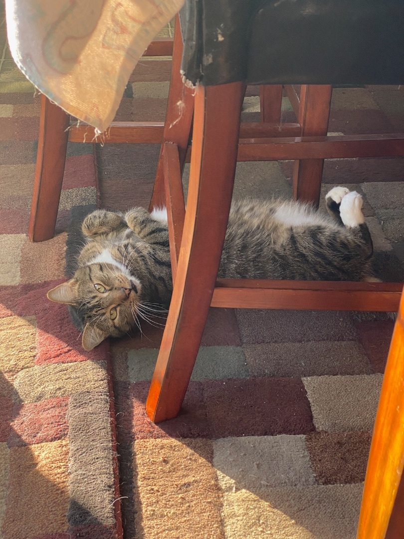 Enlarge Simba, a Adoptable Domestic Short Hair in Holbrook, NY image 1/2