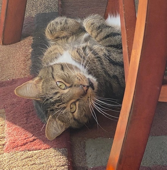 Enlarge Simba, a Adoptable Domestic Short Hair in Holbrook, NY image 2/2