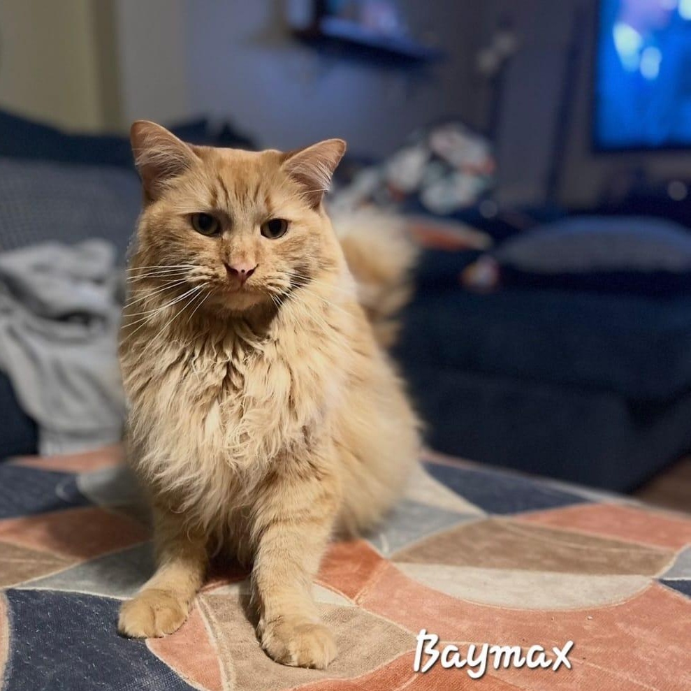 Baymax, Adopted, Adult Male Domestic Long Hair.