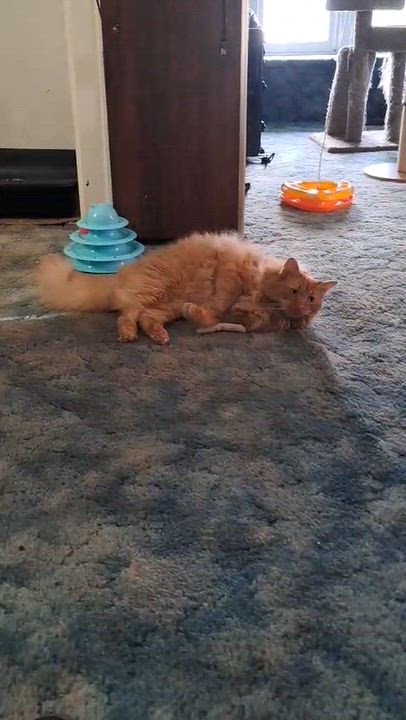 Enlarge Baymax, a Adopted Domestic Long Hair in Allentown, PA video 2/2