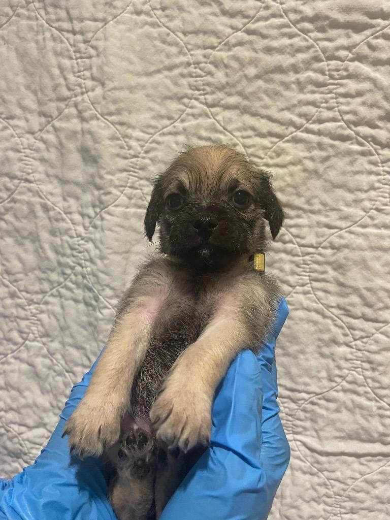 Hope Solo, Adoptable, Puppy Female Pug & Poodle.