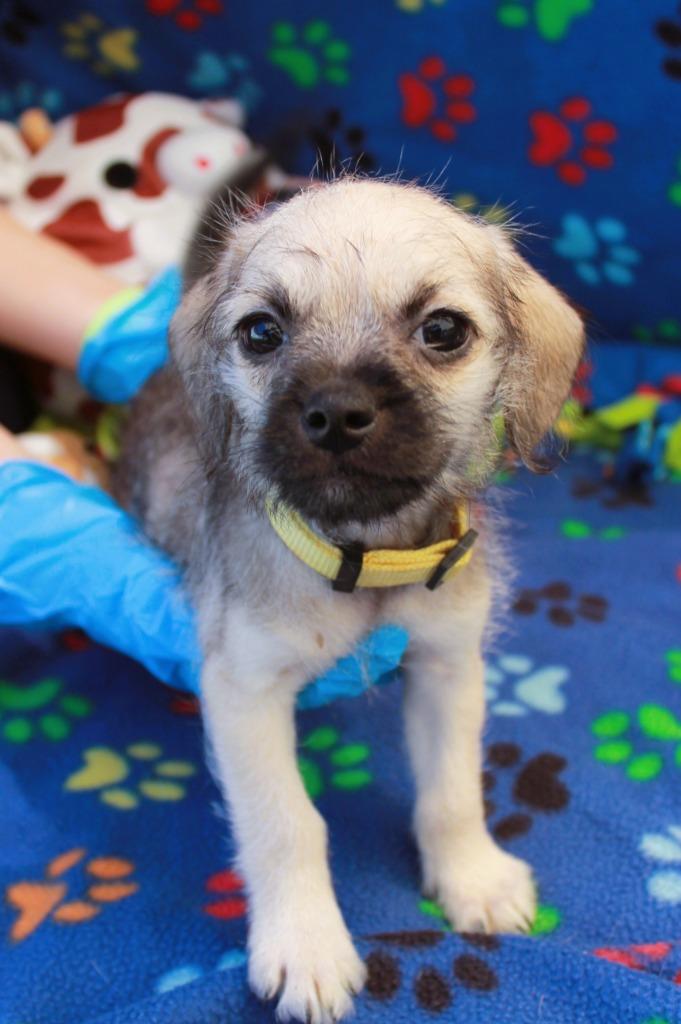 Enlarge Hope Solo, a Adoptable mixed breed in Gardena, CA image 2/6