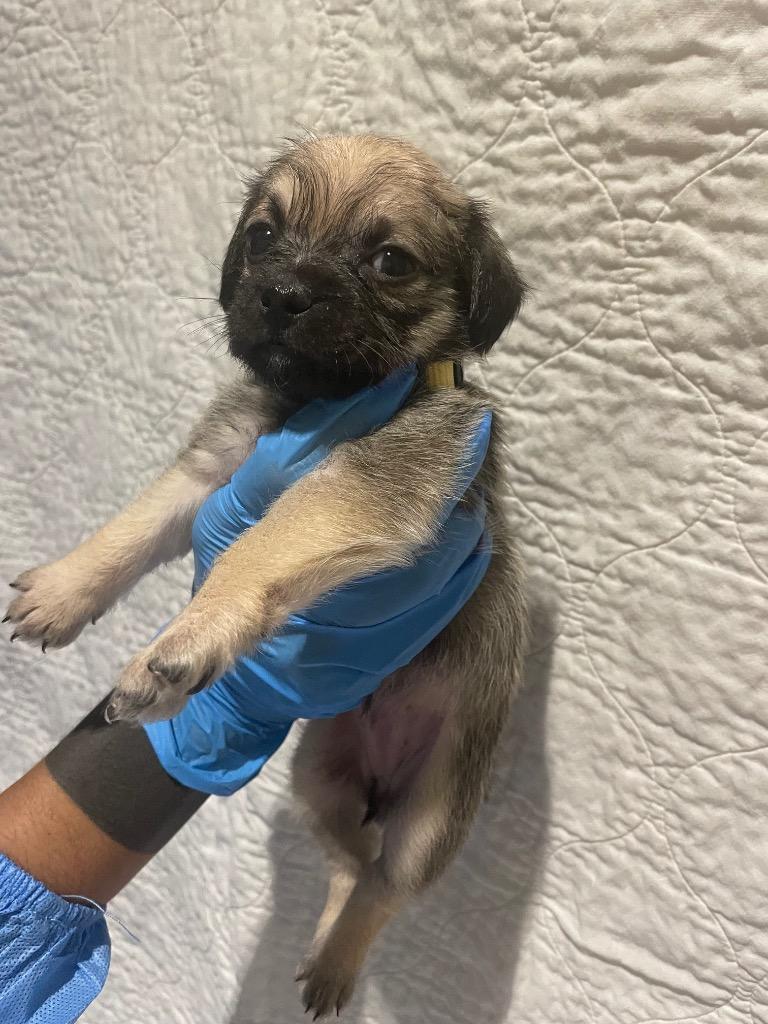Enlarge Hope Solo, a Adoptable mixed breed in Gardena, CA image 3/6
