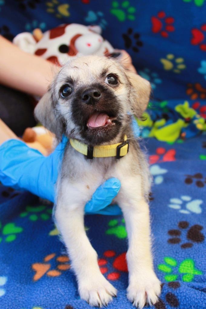 Enlarge Hope Solo, a Adoptable mixed breed in Gardena, CA image 4/6