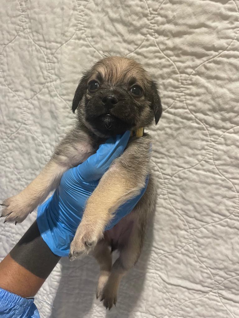Enlarge Hope Solo, a Adoptable mixed breed in Gardena, CA image 6/6