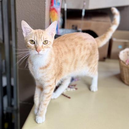 Enlarge Peanut, a Adoptable mixed breed in Honolulu, HI image 1/2