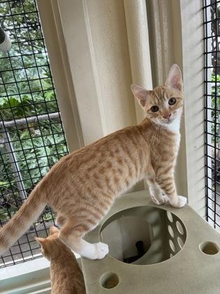 Enlarge Peanut, a Adoptable mixed breed in Honolulu, HI image 2/2