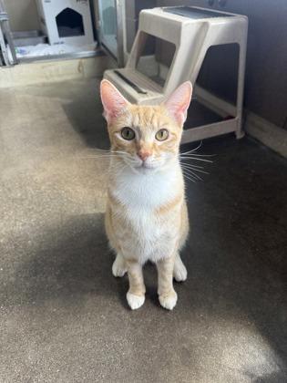 Enlarge Peanut, a Adoptable mixed breed in Honolulu, HI image 3/3