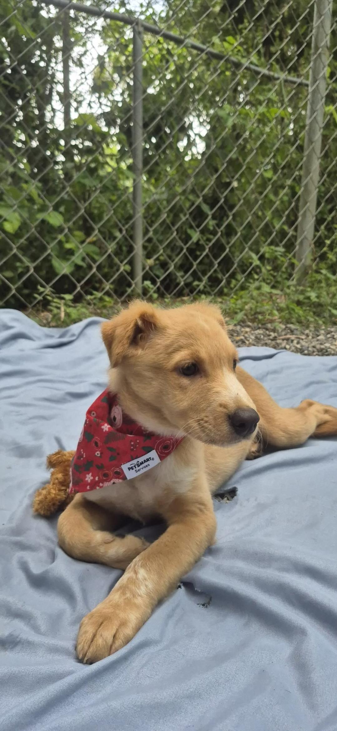 Enlarge Beatriz, a ADOPTABLE mixed breed in New York, NY image 2/3