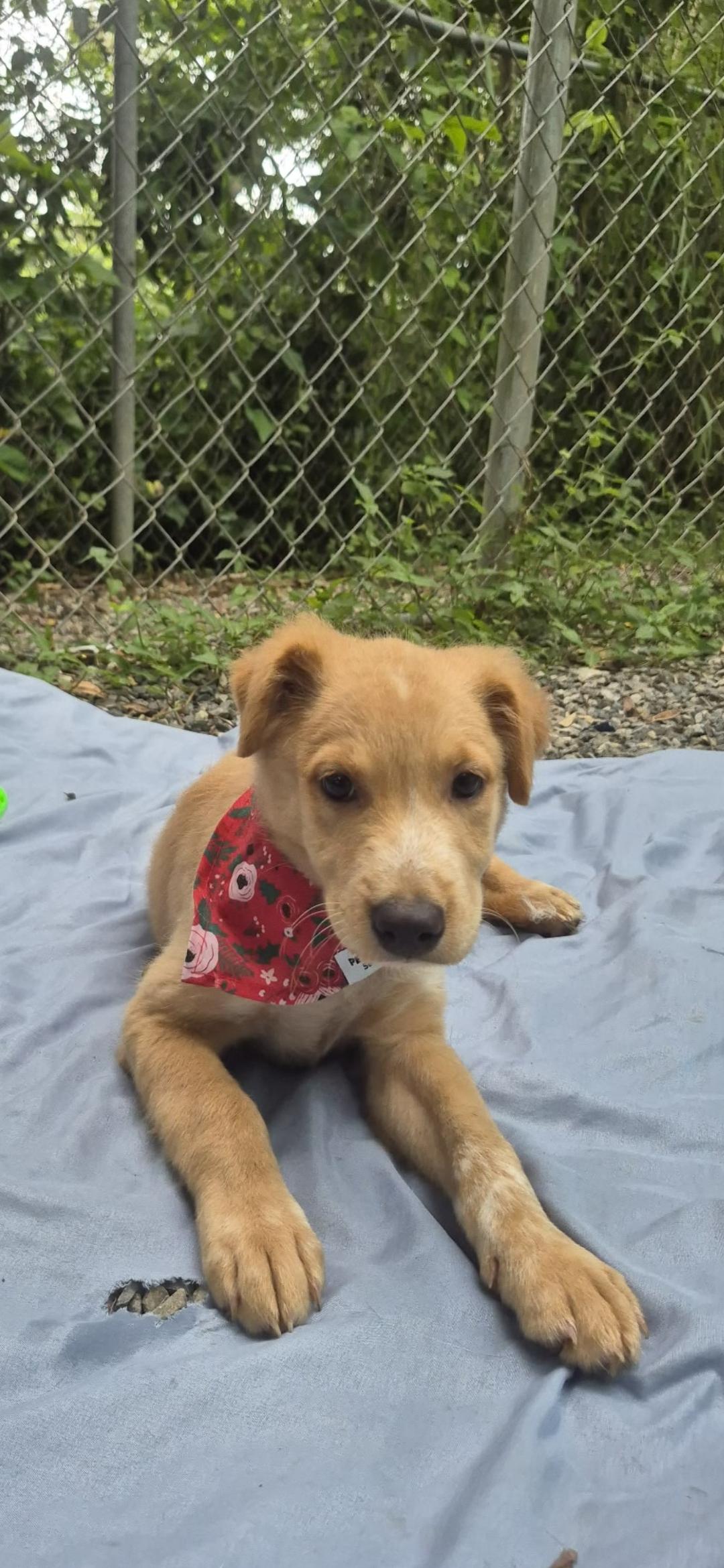 Beatriz, ADOPTABLE, Puppy Female Labrador Retriever.