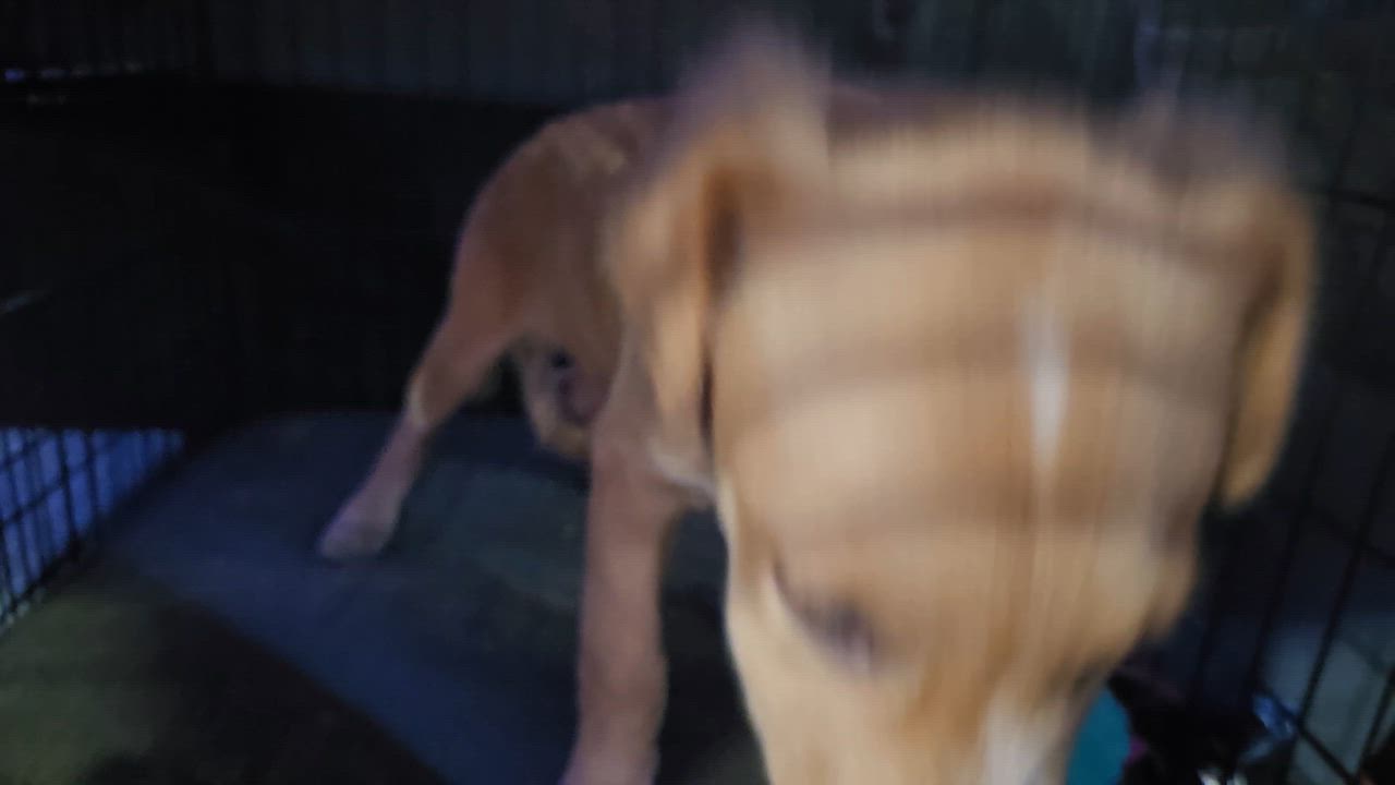 Enlarge Beatriz, a ADOPTABLE mixed breed in New York, NY video 3/3