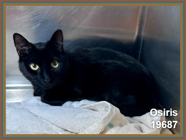 OSIRIS (Reclaimed) see also CHEDDAR), an adopted mixed breed in Marietta, GA image 2/6