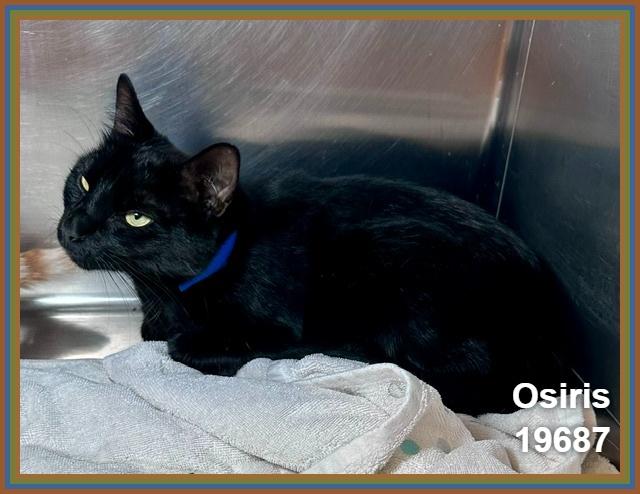 OSIRIS (Reclaimed) see also CHEDDAR), an adopted mixed breed in Marietta, GA image 3/6