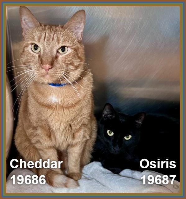 OSIRIS (Reclaimed) see also CHEDDAR), an adopted mixed breed in Marietta, GA image 6/6