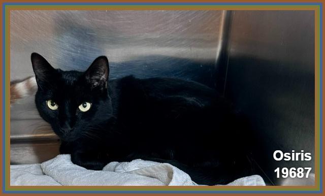 OSIRIS (Reclaimed) see also CHEDDAR), an adopted mixed breed in Marietta, GA image 4/6