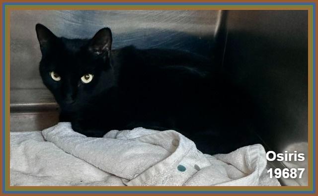 OSIRIS (Reclaimed) see also CHEDDAR), an adopted mixed breed in Marietta, GA image 5/6