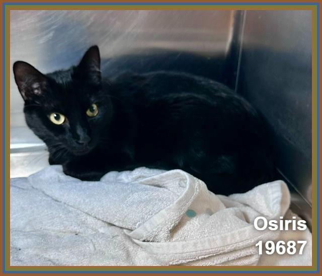 OSIRIS (Reclaimed) see also CHEDDAR), adopted, Adult Male Domestic Short Hair.