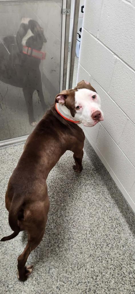 Enlarge Theo Sharpe, a Adoptable Terrier in Van Wert, OH image 1/3