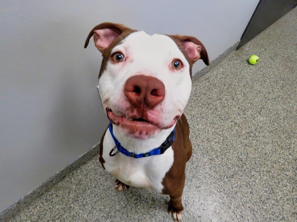 Enlarge Theo Sharpe, a Adoptable Terrier in Van Wert, OH image 2/3