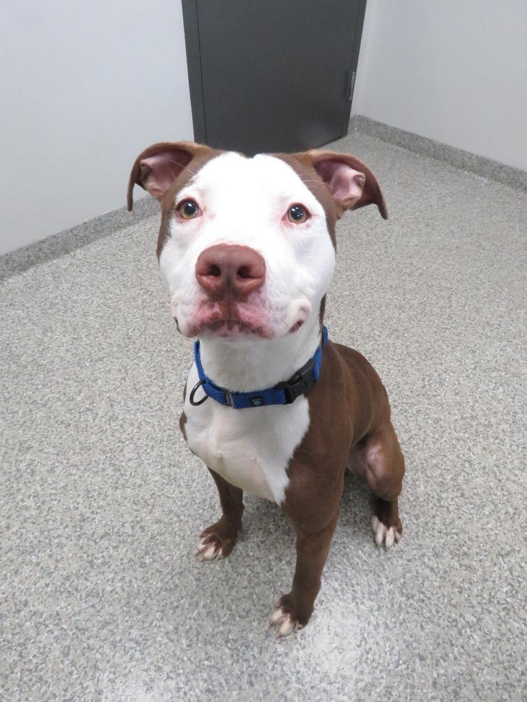 Enlarge Theo Sharpe, a Adoptable Terrier in Van Wert, OH image 3/3