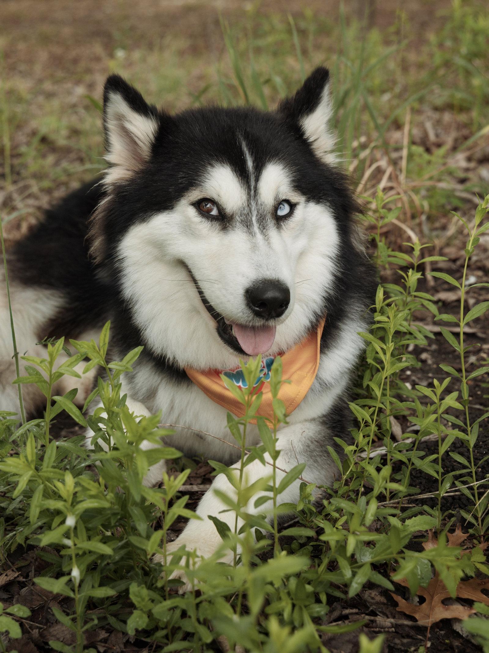 Bree *Foster Needed*, Adopted, Adult Female Siberian Husky.