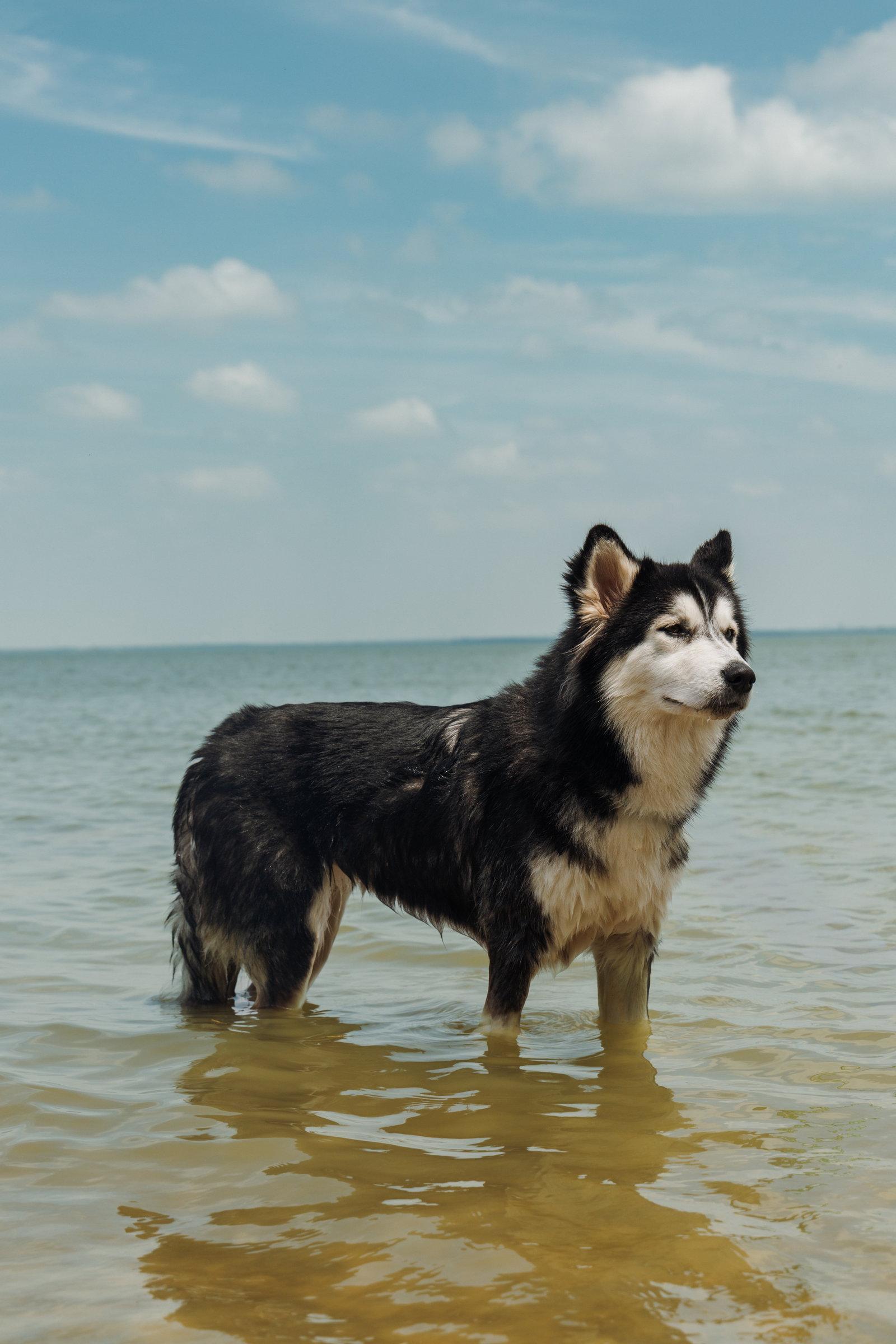 Bree *Foster Needed*, a Adopted Siberian Husky in Carrollton, TX image 3/3