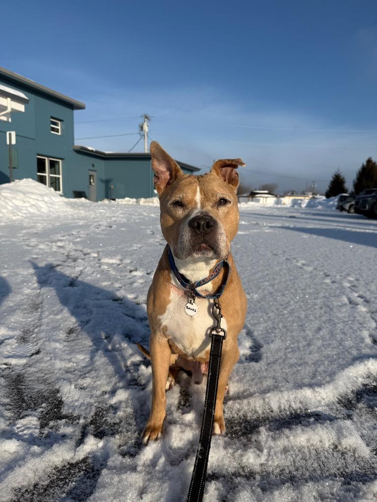 Enlarge Banks, a Adoptable mixed breed in North Syracuse, NY image 2/4