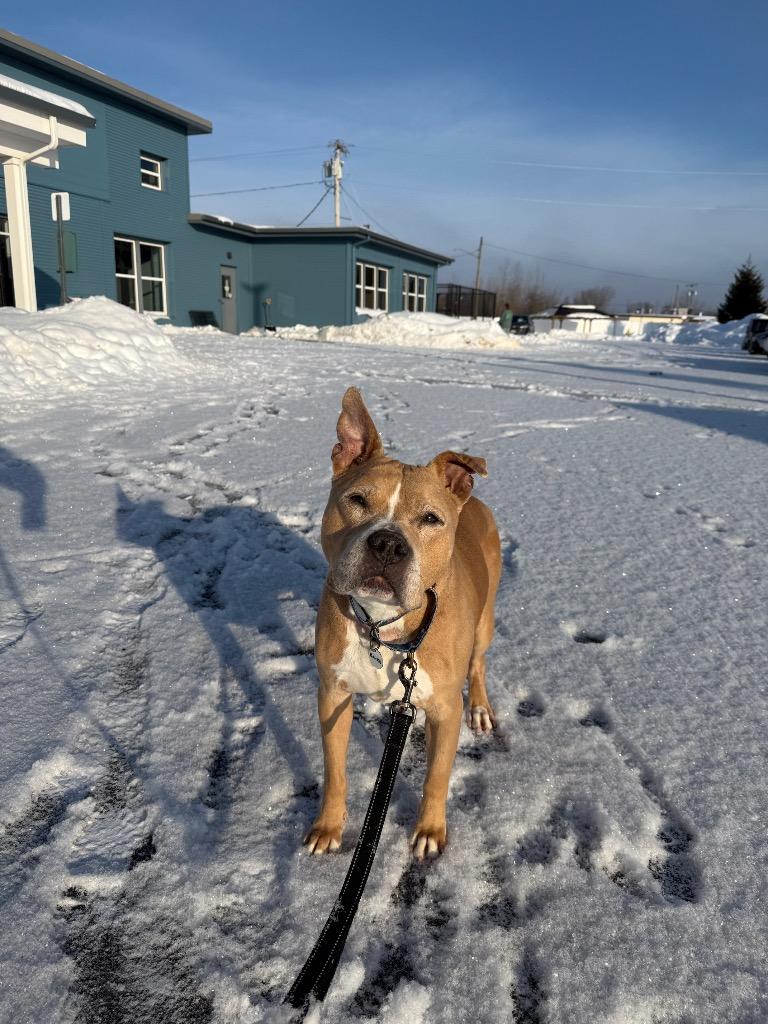 Enlarge Banks, a Adoptable mixed breed in North Syracuse, NY image 3/4