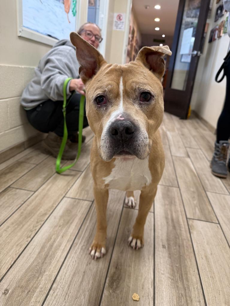 Enlarge Banks, a Adoptable mixed breed in North Syracuse, NY image 4/4