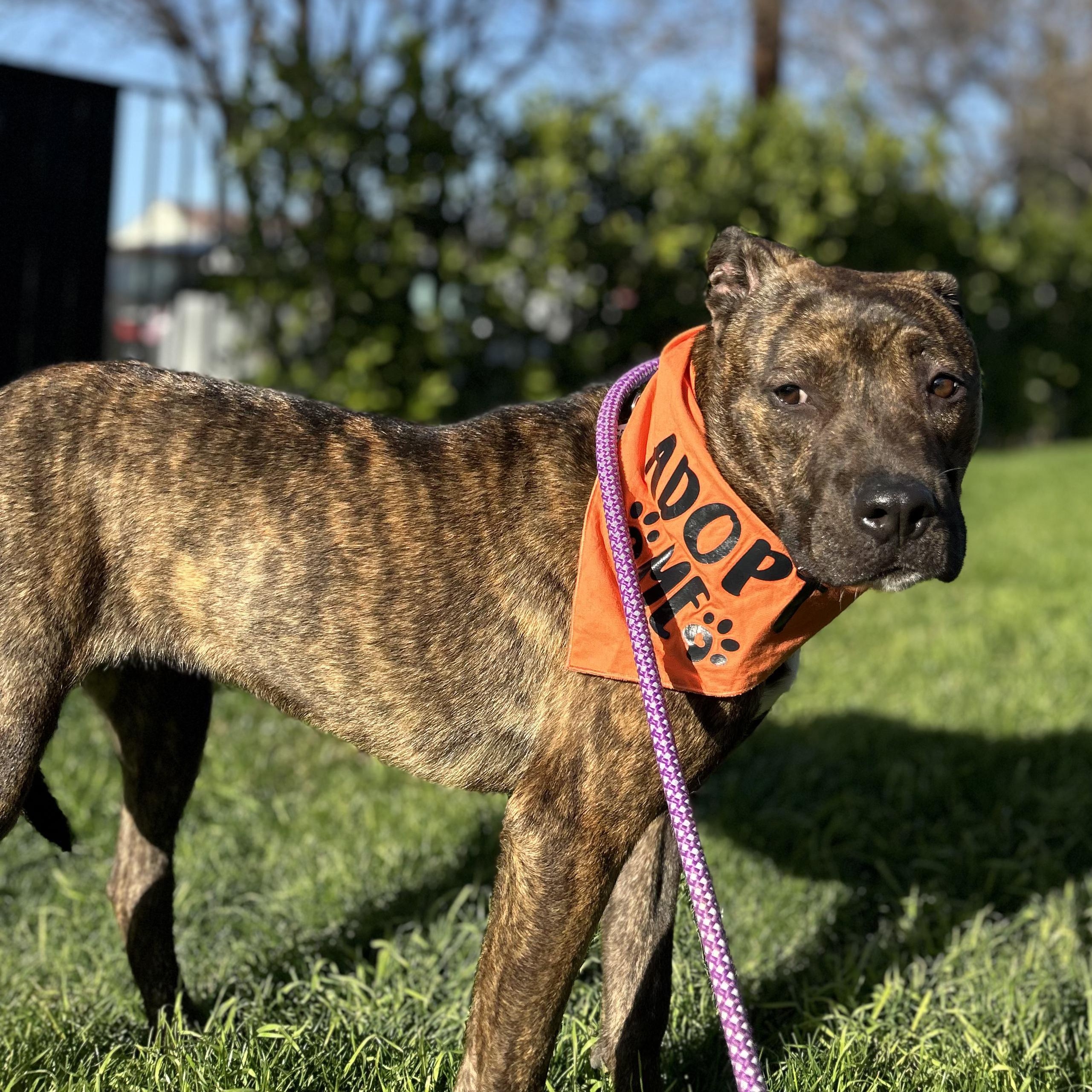 Enlarge Dandelion, a ADOPTABLE Pit Bull Terrier in Sun Valley, CA image 3/6