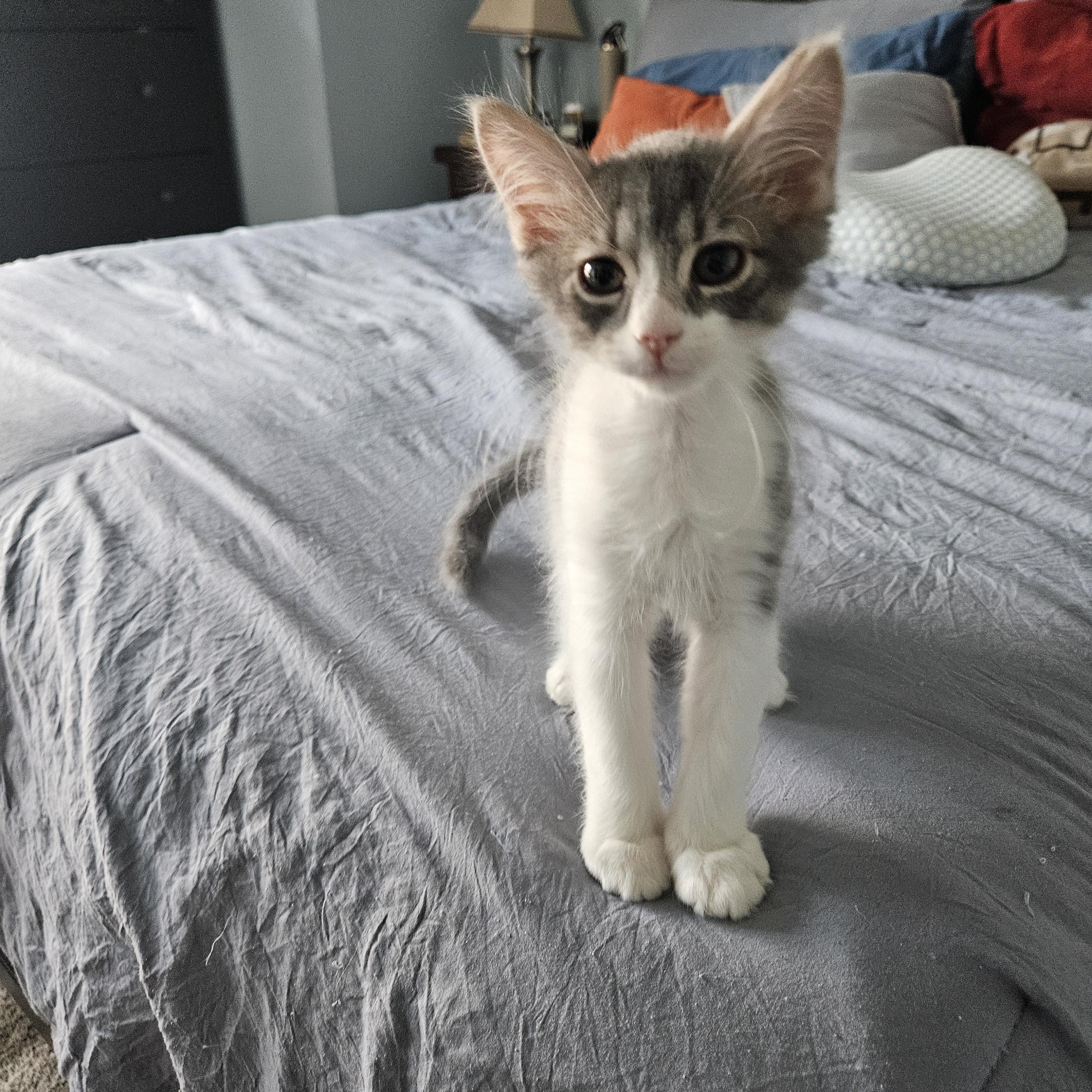 Baby, adopted, Kitten Male Domestic Short Hair.