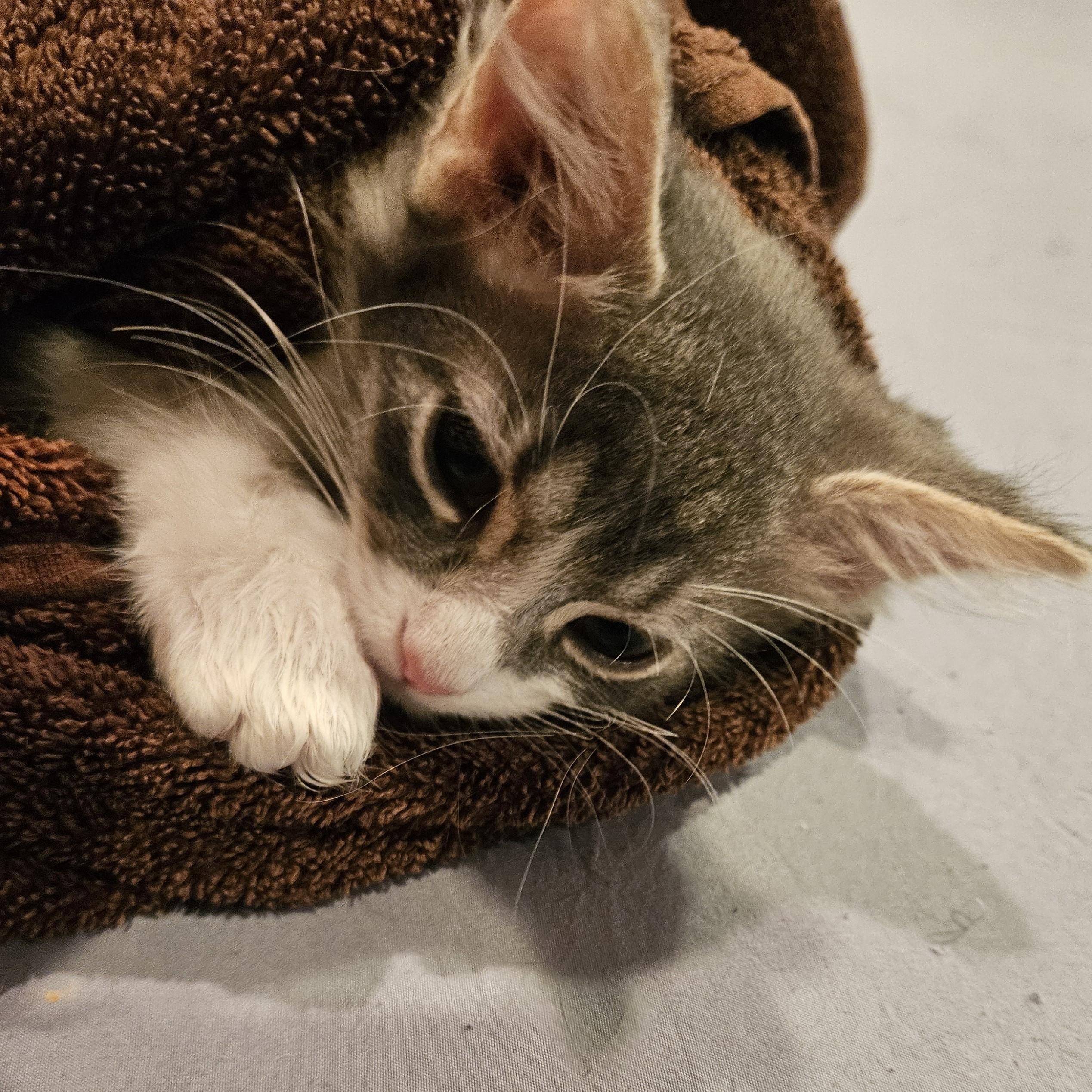 Enlarge Baby, an adopted mixed breed in Chicago, IL image 3/3