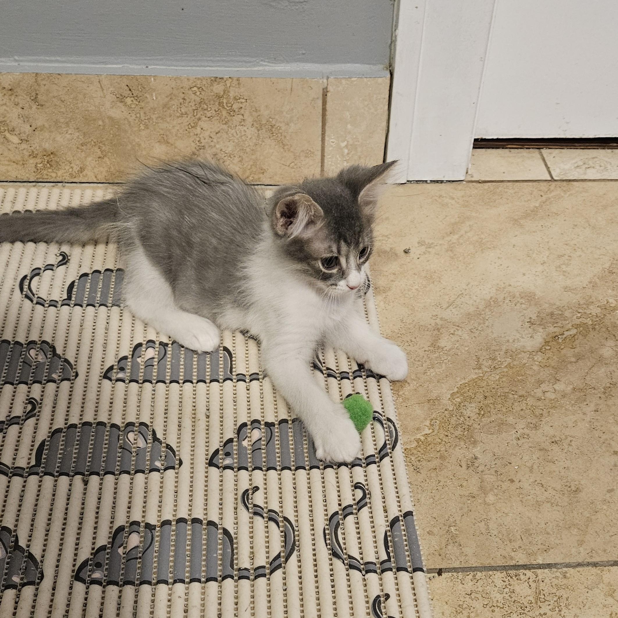 Enlarge Baby, an adopted mixed breed in Chicago, IL image 2/3