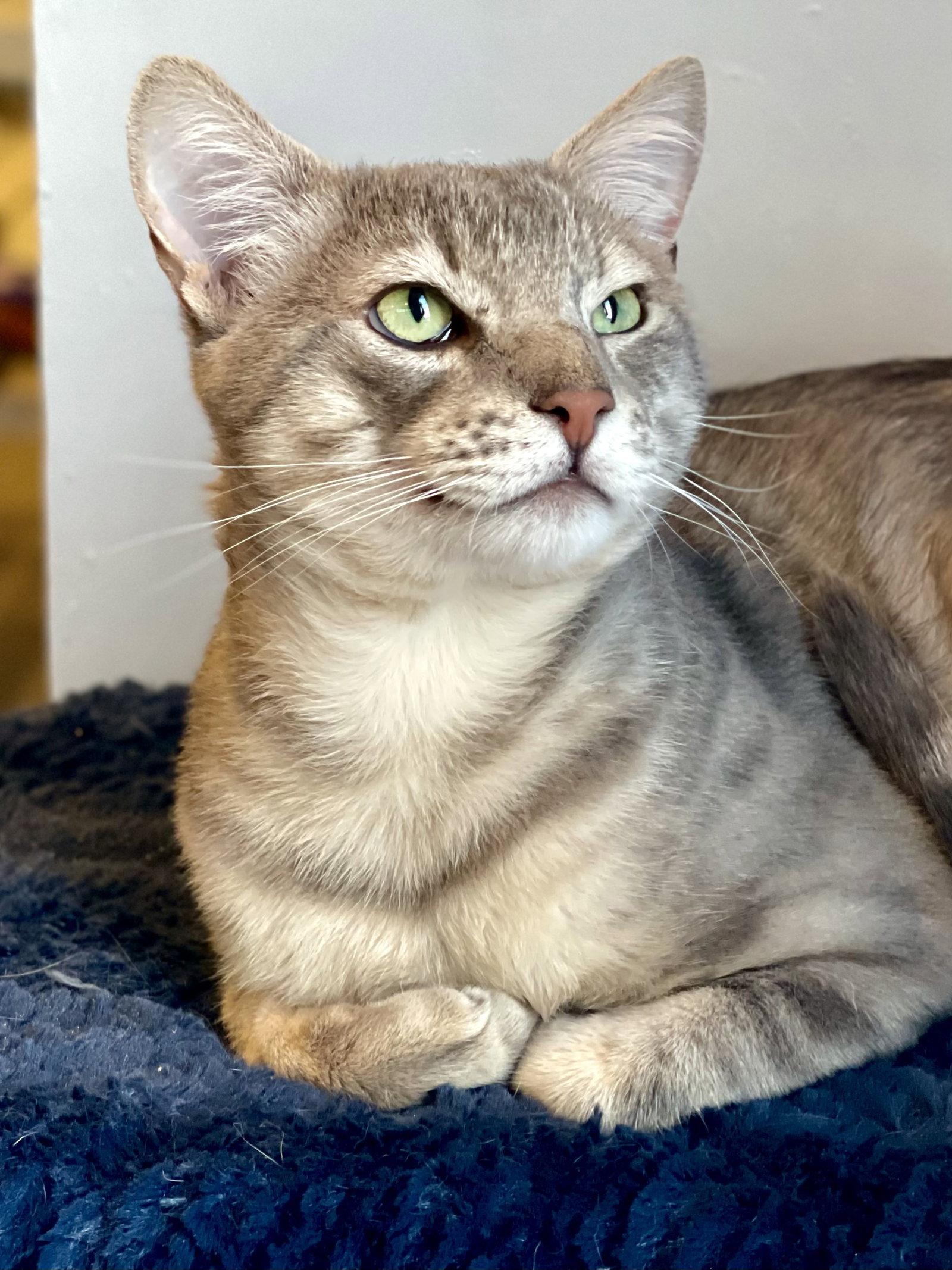 Wizard, Adopted, Young Male Domestic Short Hair.